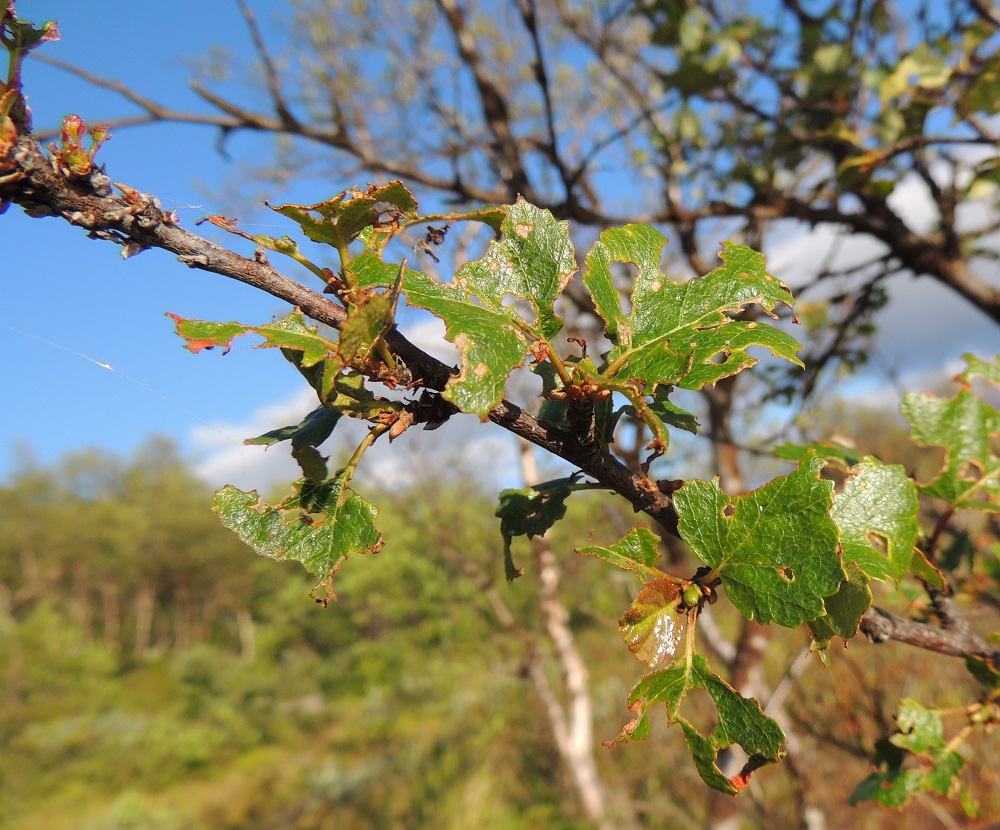 Betula pubescens ssp. czerepanovii - tunturikoivujen lehdistä ei jää paljoakaan jäljelle tunturimittarin toukkapaljouden syömingeissä. EnL, Enontekiö, Kilpisjärvi, Kilpisjärven ranta Retkeilykeskuksen kohdalla, n. 475 m mpy, 16.7.2013. Copyright Hannu Kämäräinen.