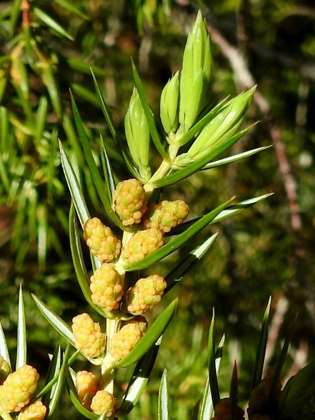 Juniperus communis subsp. communis - metsäkatajan hedekäpy on kukkiessaan keltainen, noin 4-5 mm pitkä ja noin 2-2,5 mm leveä. Hedekukat ovat kehättömät, hyvin pienet ja sijaitsevat niitä suojaavien hedelehtien eli käpysuomujen tyvellä, jossa on tavallisesti kolme palhotonta hedettä. Ponnet ovat pyöreän pallomaiset ja keltaiset. EH, Janakkala, Vuortenkylä, Tunturinvuoren harjulle nousevan metsätien laide, 30.5.2022. Copyright Hannu Kämäräinen.