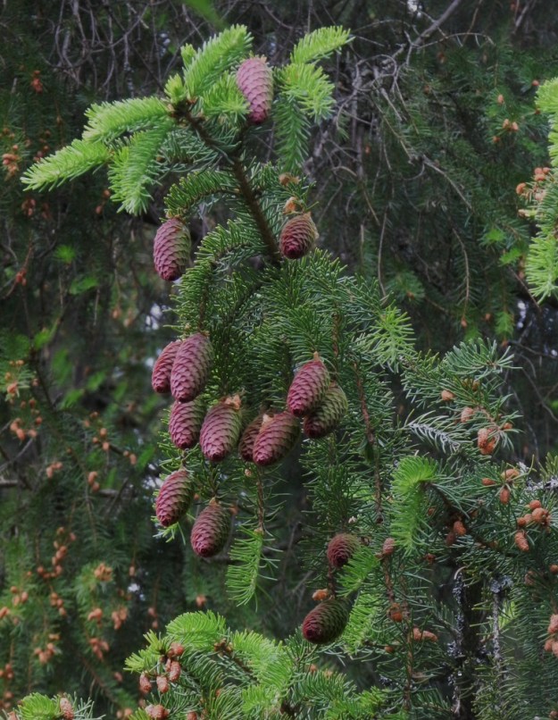 Picea abies - metsäkuusen kehittyvät siemenet sisältävä käpy alkaa kasvaa ja kääntyy vielä punasävyisenä riippuvaksi. EH, Hämeenlinna, Loimalahti, Hirsimäki, Näsiäntien ja maakaasulinjan välinen, kuusivaltainen metsä, 10.6.2012. Copyright Hannu Kämäräinen.