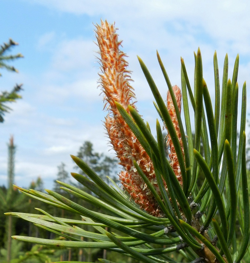 Pinus sylvestris - metsämännyn silmuista puhkeavia vuosikasvaimia ympäröivät tiheästi kapean kolmiomaiset, teräväkärkiset ja kalvomaiset suomut, jotka ovat vaalean punaruskeat, noin 3-5 mm pitkät ja leveimmältä kohtaa noin 1-1,5 mm leveät. Neulasten ylä- ja alapinnalla on noin 6-16 Ilmarakolinjaa. Neulasparin tyvellä on puutunut, noin 1-2 mm pitkä kanta eli lyhytverso, joka jää oksaan neulasarveksi neulasten karistessa. Neulaset pysyvät oksissa elävinä 2-9 vuotta, salometsämännyllä useimmiten 2-5 vuotta ja lapinmetsämännyllä 6-9 vuotta. EH, Janakkala, Vuortenkylä, Tunturinvuori, luonnonsuojelualue, harjun lakialue, 20.5.2012. Copyright Hannu Kämäräinen.