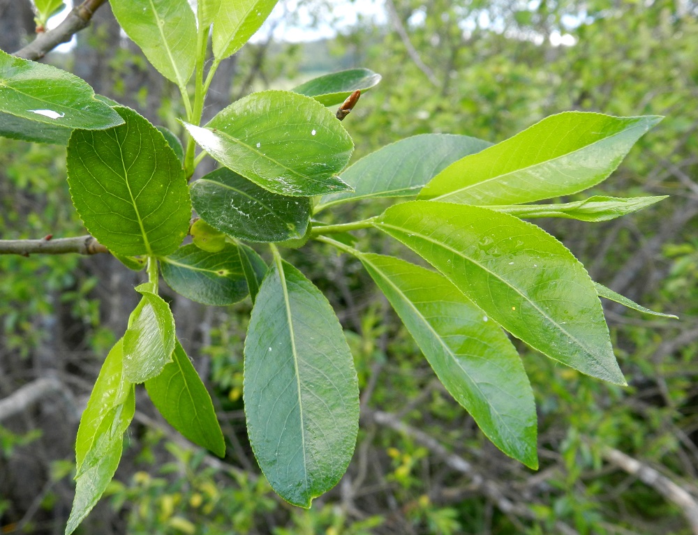 Salix pentandra - halavan lehdet ovat ruodilliset, ja oksissa kierteisesti. Lehtilapa on ehyt, soikeahko tai kapean vastapuikeahko ja kärjestään yleensä lyhyt- tai pitkäsuippuinen sekä tyveltään leveän kiilamainen tai lähes pyöreähkö. Se on nahkeahko, kiiltävä ja kalju sekä päältä heleän- tai tummahkonvihreä. EH, Hämeenlinna, Vuorentaka, Hämeen Härkätien (tie 2855) varren laaja peltoaukea, Tauru-Peltolan tilan lounaispuolen pelto-ojan laide, 6.6.2012. Copyright Hannu Kämäräinen.