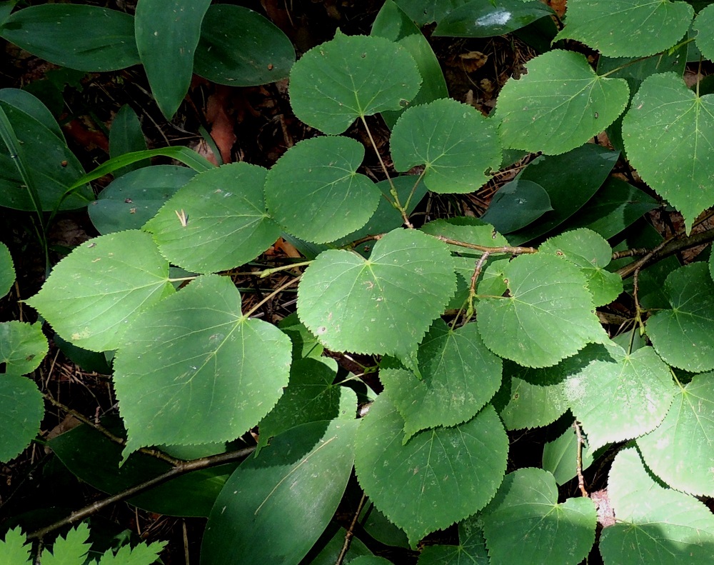 Tilia cordata - metsälehmuksen lehtilapa on herttamainen, jyrkästi kapeaksi ja teräväksi kärjeksi suippeneva, tyveltään usein epämukainen ja laidoiltaan sahalaitainen. Täysikasvuinen lehtilapa on päältä vihreä ja kalju sekä tavallisesti noin 3-9 cm pitkä ja leveimmältä kohtaa noin pituutensa levyinen. EH, Asikkala, Kalkkinen, Kymijoen koillisrannalla olevan Virtovuoren jyrkältä kalliomäeltä rantaan laskeva, lehtoinen rinne, luonnonsuojelualue, 3.7.2013. Copyright Hannu Kämäräinen.