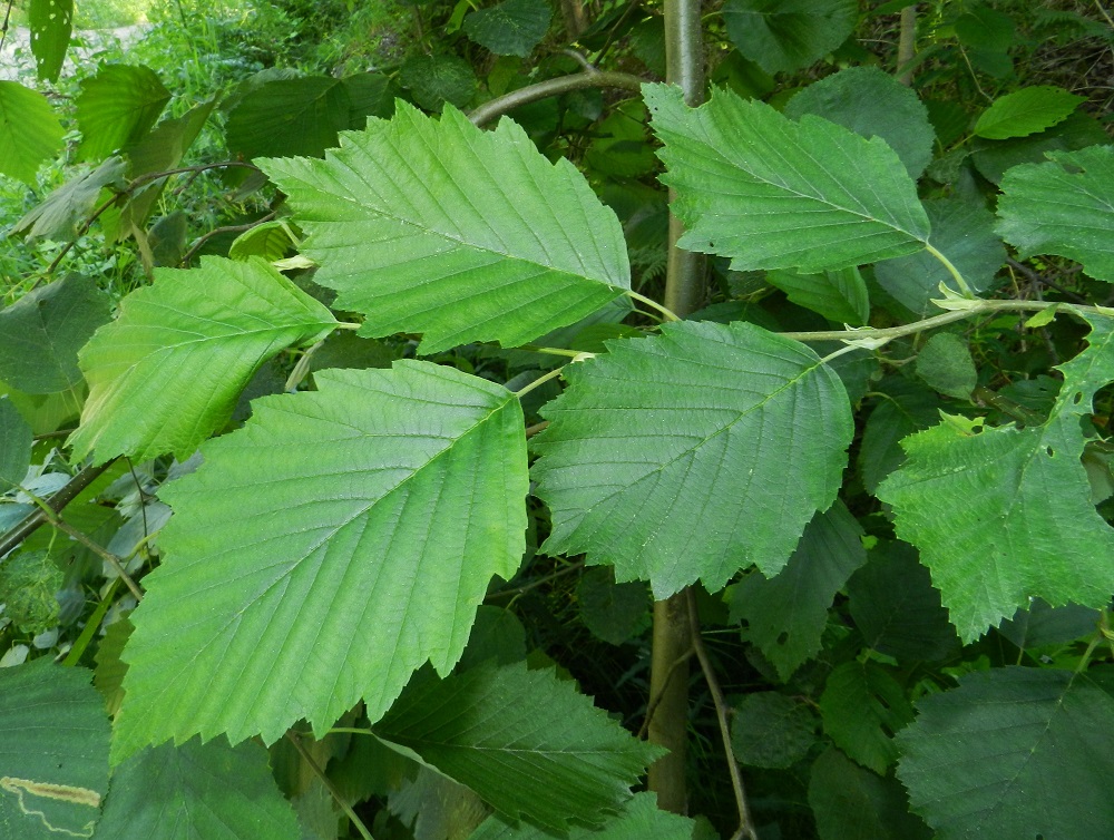 Alnus incana subsp. incana - etelänharmaalepän lehdet ovat ruodilliset, korvakkeelliset ja oksissa kierteisesti. Lehtiruoti on noin 1-4 cm pitkä. Korvakkeet ovat suikeahkot, noin 8-13 mm pitkät ja yleensä varhain lakastuvat. Lehtilapa on useimmiten ehyt, soikeanpuikea tai lähes pyöreähkö, suippokärkinen ja tyveltään leveän kiilamainen tai pyöreähkö. Lehtilaita on selvästi ja usein aika syvästi toissahainen. Päähampaat ovat kookkaat, vinon kolmiomaiset ja teräväkärkiset. Niiden sivut ovat toiseen kertaan tiheästi pieni- ja terävähampaiset. Lehtilapa on vihreä tai harmaanvihreä ja himmeä sekä tavallisesti noin 5,5-9 cm pitkä ja leveimmältä kohtaa noin 4-7 cm leveä. EH, Valkeakoski, Lumikorpi, Kaatopaikantien varren metsä, 28.7.2012. Copyright Hannu Kämäräinen.