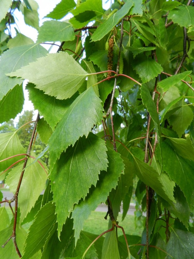 Betula pendula - rauduskoivun lehdet ovat ruodilliset ja oksissa kierteisesti. Lehtilapa on useimmiten ehyt, kolmiomainen tai vinoneliömäinen, pitkäsuippuisen teräväkärkinen ja tyveltään leveän kiilamainen tai lähes suora. Lehtilaita on toistamiseen sahalaitainen. Lähilajin, hieskoivun, B. pubescens, lehdet ovat puikeat, lyhytsuippuiset ja laidoiltaan kertaalleen sahalaitaiset. EH, Hämeenlinna, Loimalahti, Alajärvi, Tervaniemen ranta-alue uimarannan luona, 5.6.2012. Copyright Hannu Kämäräinen.