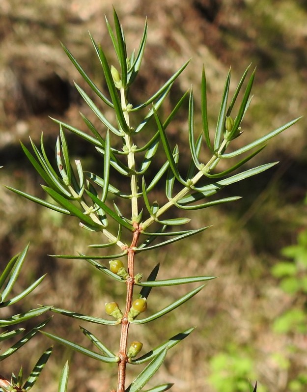Juniperus communis subsp. communis - metsäkatajan emikukinnon kehitys kypsäksi hedelmäksi on verkkaista. Kypsyminen tapahtuu vasta kolmantena kukintavuoden jälkeisenä vuotena. Kuvassa ylimpänä ovat lähes huomaamattomat, uudet kukinnot ja alempana edellisen vuoden kukinnot. EH, Janakkala, Vuortenkylä, Tunturinvuori, luonnonsuojelualue, harjun ylärinne lähellä lakea, 19.5.2022. Copyright Hannu Kämäräinen.