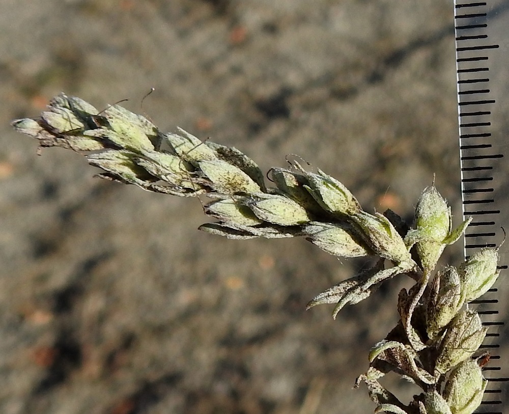 Odontites vulgaris - punasänkiön hedelmä on pitkulainen, lyhytkarvainen ja kypsänä harmahtavanvihertävä tai ruskehtava kota, joka on yleensä noin 6-7 mm pitkä ja noin 3-3,5 mm leveä. Kota yltää noin verhiön kärjen tasolle tai on sitä pitempi. Se avautuu sivusaumoja myöten. EH, Hämeenlinna, Pikku-Parola, Kommilantien varrella oleva, laajahko lumen läjityskenttä, 24.9.2025. Copyright Hannu Kämäräinen.