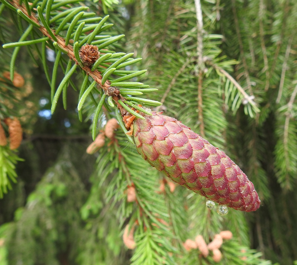 Picea abies - metsäkuusen kehittyvä käpy on kapeanpuikea tai sukkulamainen ja aika usein pihkaa erittävä. Punainen väri hiipuu vähitellen vihreäksi ja suomujen puutuessa vaaleahkon punaruskeaksi. Metsäkuusi, kuten muutkin havukasvit, on paljassiemeninen. Kunkin emisuomun pinnalla on paljaaltaan kaksi siemenaihetta. Siemenet saavat rauhassa kehittyä tiiviin suomukerroksen sisällä. EH, Hämeenlinna, Loimalahti, Hirsimäki, Hirsimäenkadun ja Kämmekkätien kulmauksessa oleva metsikkö, 5.6.2021. Copyright Hannu Kämäräinen.