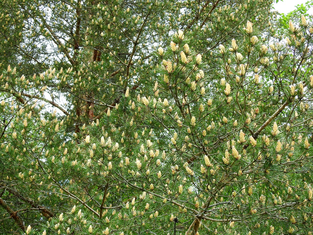 Pinus sylvestris - metsämänty on tuulipölytteinen ja yksikotinen puu, joka kukkii touko-kesäkuussa, etelässä pohjoista aikaisemmin. Kukinnot ovat yksineuvoisia eli hede- ja emikukat ovat eri kukinnoissa. Kuvassa on hyvin runsasta hedekukintaa. EH, Hämeenlinna, Loimalahti, Hirsimäki, Näsiäntien ja maakaasulinjan välinen metsä, 5.6.2021. Copyright Hannu Kämäräinen.