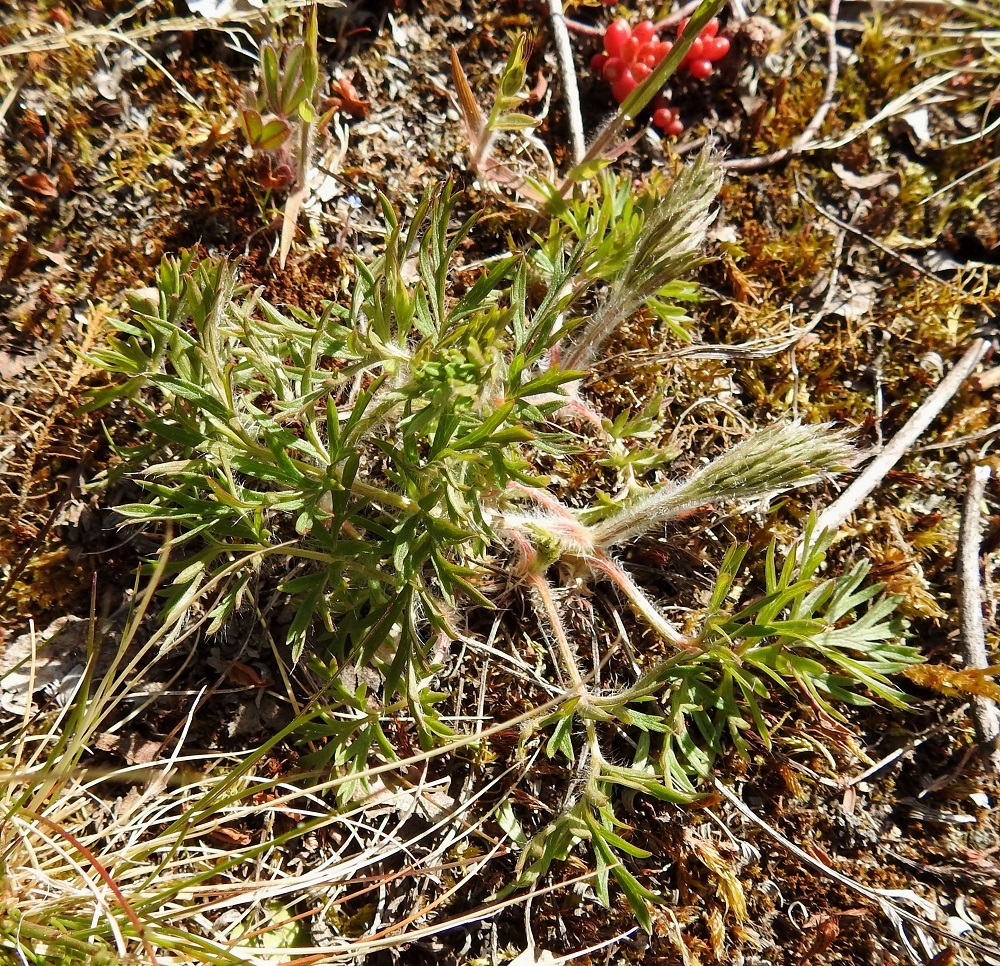 Pulsatilla pratensis - ahokylmänkukan hyvävointisen näköisetkään lehtiruusukkeet eivät ainakaan Suomen kahdella kasvupaikalla tuota kukkavarsia joka vuosi. Uusien taimiruusukkeiden täytyy myös vahvistua usean vuoden ajan ennen ensimmäistä kukintaa. 20.5.2025. Copyright Hannu Kämäräinen.