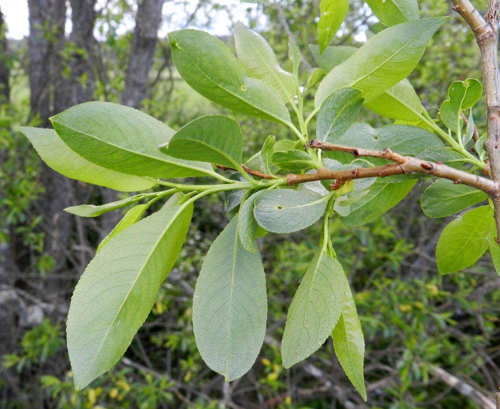 Salix pentandra - halavan lehtilapa on sulkasuoninen, ja suonipareja on yleensä 10-14. Lapa on täysikasvuisena tavallisesti noin 5-10 cm pitkä, leveimmältä kohtaa noin 2-4 cm leveä ja alta vaaleanvihreä. Lehtiruoti on yleensä noin 5-12 mm pitkä ja kalju. EH, Hämeenlinna, Vuorentaka, Hämeen Härkätien (tie 2855) varren laaja peltoaukea, Tauru-Peltolan tilan lounaispuolen pelto-ojan laide, 6.6.2012. Copyright Hannu Kämäräinen.