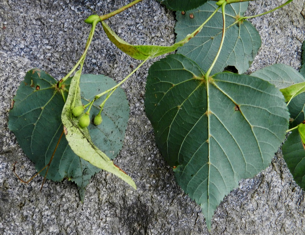 Tilia cordata - metsälehmuksen lehdet ovat alta sinivihreät. Lehtiruoti on vaaleanvihertävä tai ruskehtava, kalju ja noin 2-5 cm pitkä. Sen tyvellä on jo seuraavan vuoden vihreä lehtisilmu. Hedelmät ovat tässä vaiheessa vihreät ja lähes päärynän muotoiset. EH, Hattula, Sattula, Lehijärven etelärannan metsä Sattulantien varressa, 12.8.2011. Copyright Hannu Kämäräinen.