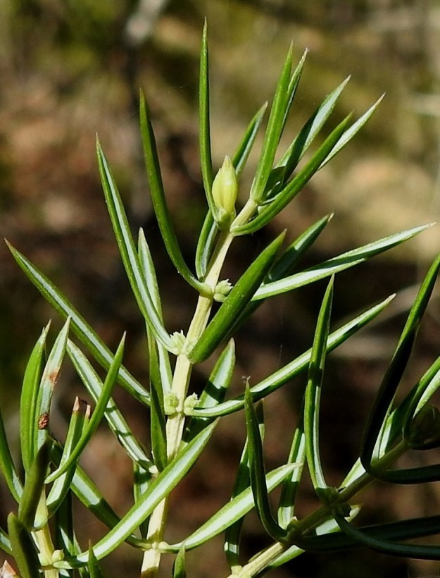 Juniperus communis subsp. communis - metsäkatajan emikukinto on pyöreähkö tai pitkänpyöreä, pysty ja sijaitsee edellisen vuoden vuosikasvainten neulashangassa, kukintoaihioita suojanneiden silmusuomujen keskellä. Se on kukkiessaan perätön, vihreä, noin 2 mm pitkä ja noin 1 mm leveä. Varsinaisia emisuomuja on kolme, ja ne ovat kolmiomaiset, enintään noin 1 mm pitkät sekä tyviosastaan yhdiskasvuiset. EH, Janakkala, Vuortenkylä, Tunturinvuori, luonnonsuojelualue, harjun ylärinne lähellä lakea, 19.5.2022. Copyright Hannu Kämäräinen.