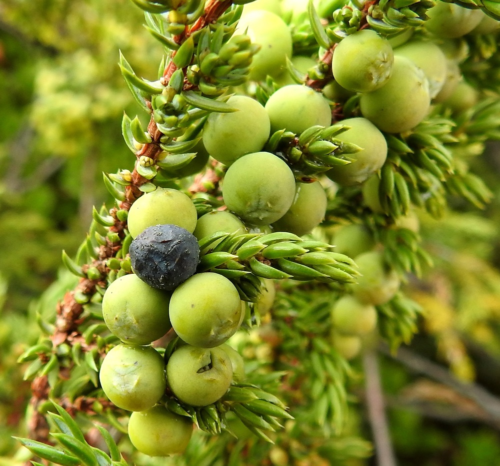 Juniperus communis subsp. nana - lapinkatajan toisena kukintavuoden jälkeisenä kehitysvuotena hedelmäkäpy saavuttaa lopullisen marjamaisen muotonsa. Väri on vaalean vihertävä, ja kärkiosan emilehtien päät ovat lähes sulautuneet hedelmän paisuneeseen massaan. EnL, Enontekiö, Kilpisjärvi, Saanan luoteispuolen alapaljakan tunturikangas Saanajärven polun varrella, n. 620 m mpy, 4.7.2025. Copyright Hannu Kämäräinen.