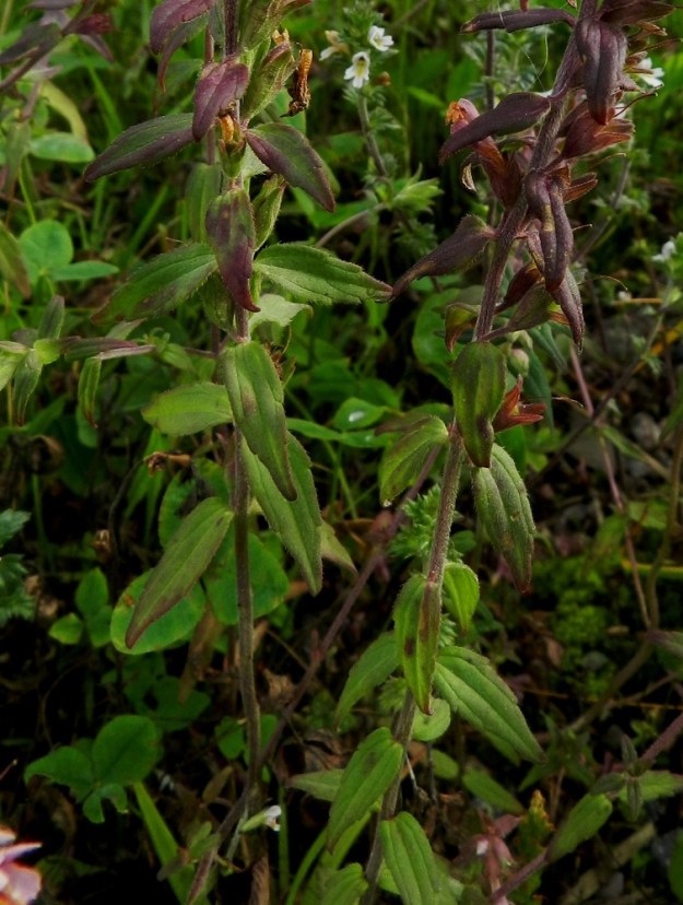Odontites vulgaris - punasänkiön lehdet ovat ruodittomat ja varrella vastakkain sekä ristikkäisesti allekkain. Ne ovat kapeanpuikeat, suippokärkiset ja harvakseen matalahampaiset. Lapa on tavallisesti noin 1-4 cm pitkä ja leveimmältä kohtaa noin 0,2-0,8 cm leveä. Lehtien pituus on yleensä noin varren nivelvälin mittainen tai sitä pitempi. EH, Hämeenlinna, Majalahti, Louhoksentien varren maanläjitysalue, 9.8.2011. Copyright Hannu Kämäräinen.