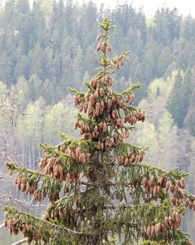 Picea abies - metsäkuusen käpy kypsyy kukintavuotena mutta varistaa siemenensä vasta seuraavana vuotena. Kuvassa on euroopanmetsäkuusi. EH, Hämeenlinna, Luhtiala, Aulangonjärven koillispuolinen rantakalliojyrkänne, Levonkallio, kalliorinteen hyllyt, 12.5.2013. Copyright Hannu Kämäräinen.