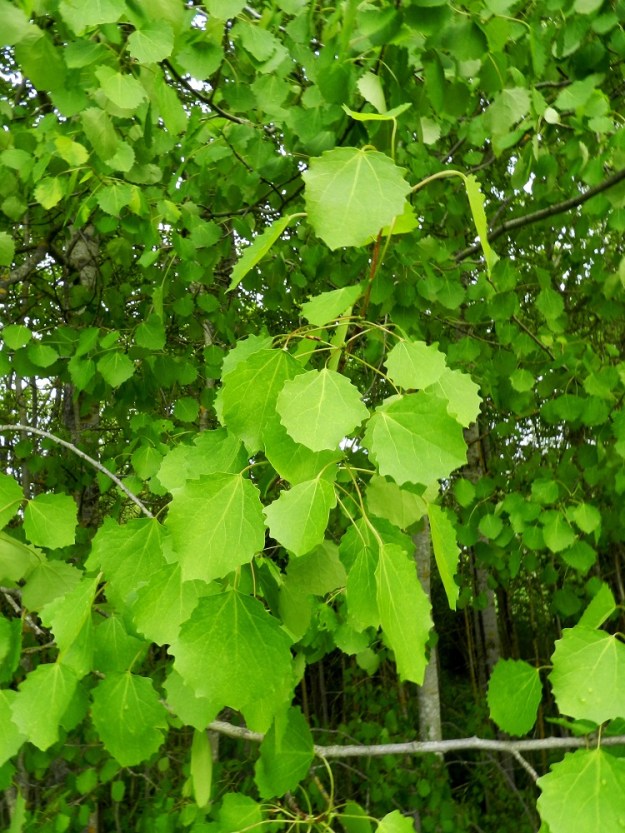 Populus tremula - metsähaavan lehdet puhkeavat moniin muihin lehtipuihin verrattuna varsin myöhään, usein vasta kesäkuussa. Ne ovat puhjettuaan jonkin aikaa punaruskehtavat ennen kuin saavat vihreän värinsä. Haavan tieteellinen lajinimi, tremula, tarkoittaa vapisevaa tai värisevää. Nimellä viitataan vähemmässäkin tuulessa haviseviin, pitkäruotisiin lehtiin. Havina tekee haavasta Suomen äänekkäimmän puun. EH, Hämeenlinna, Kankaantaka, Hattelmalanharjun kaakkoispää, 31.5.2012. Copyright Hannu Kämäräinen.
