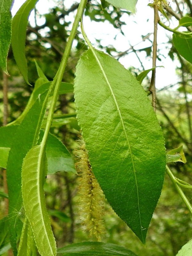 Salix pentandra - halavan lehtilaita on litteä sekä pienikokoisen, tiheän ja säännöllisen nystyhampainen. Lehtiruodin kärkiosassa on yleensä neljästä kahdeksaan näkyvää nystyä. Jos lehtikorvakkeita on, ne varisevat hyvin varhain. EH, Kouvola, Kuusankoski, Lamminrannan ja Kasakkakallion välissä, Ahlmanintien lounaispuolella oleva Savonsuon alue lähellä junarataa, 11.6.2017. Copyright Hannu Kämäräinen.