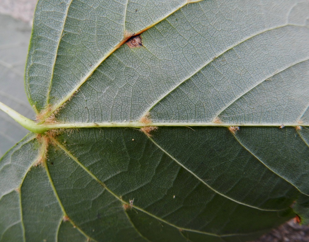 Tilia cordata - metsälehmuksen lehdet ovat alta muuten kaljut, mutta suonihangoissa ovat ruskehtavat karvatupsut. Puistolehmuksen lehdet ovat muuten samanlaiset, mutta niiden alapinta on vaaleanvihreä tai vain heikosti sinertävä, ja suonihankojen karvatupsut ovat likaisenvalkoiset. EH, Hattula, Sattula, Lehijärven etelärannan metsä Sattulantien varressa, 12.8.2011. Copyright Hannu Kämäräinen.