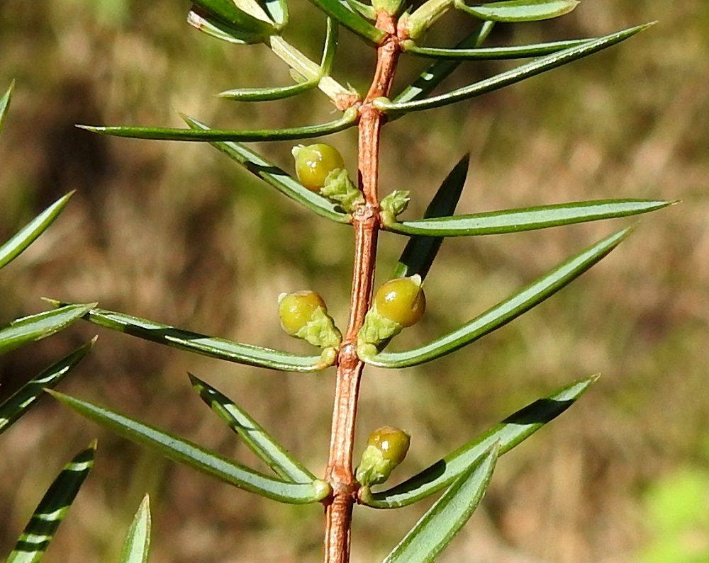 Juniperus communis subsp. communis - metsäkataja, kuten muutkin havukasvit, on ns. paljassiemeninen. Varsinaista emikukkaa ei ole, vaan siemenaihe on paljaaltaan emisuomun pinnalla. Kukintavuoden eli "nollavuoden" syksyyn ja ensimmäisen hedelmäkehitysvuoden kevääseen mennessä emikukinnosta on tullut kiinteän näköinen, kellanvihreä ja läpimitaltaan noin 1,5-2 mm oleva pallo, jonka kärkipuoliskossa näkyvät ainakin uurroksina emilehtien kolmiomaiset muodot. Lehtien kärjet ovat erillisinä pystyssä. Hedelmäaihion tyvellä on ikään kuin peränä edellisvuoden silmusuomujen tiivis kerros. EH, Janakkala, Vuortenkylä, Tunturinvuori, luonnonsuojelualue, harjun ylärinne lähellä lakea, 19.5.2022. Copyright Hannu Kämäräinen.