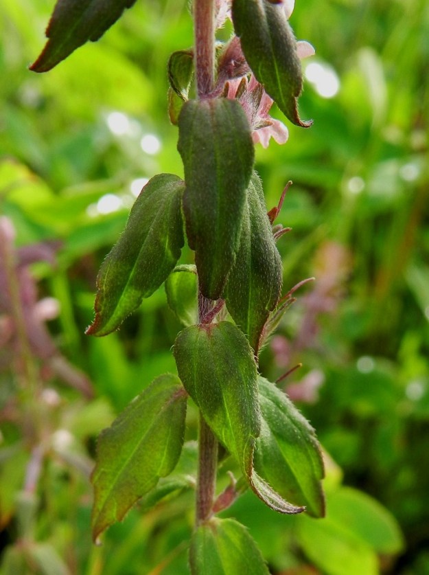 Odontites vulgaris - punasänkiön lehdet ovat vihreät tai paikoin tummempilaikkuiset ja molemmin puolin lyhyesti karheakarvaiset. EH, Hämeenlinna, Majalahti, Louhoksentien varren maanläjitysalue, 9.8.2011. Copyright Hannu Kämäräinen.