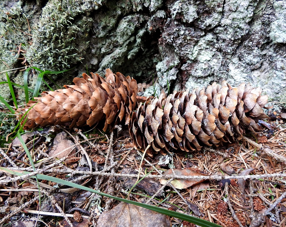 Picea abies - metsäkuusen tehtävänsä tehnyt käpy tippuu puusta kokonaisena ja maatuu hyvin hitaasti. Kuvassa olevan euroopanmetsäkuusen käpy on yleensä noin 7- 15 cm pitkä ja noin 3-5 cm leveä. Siperianmetsäkuusella se on noin 5-8 cm pitkä ja noin 1-3 cm leveä. Kävyt ovat leveimmillään siemennysvaiheessa, suomujen auetessa pörhölleen. Euroopanmetsäkuusen kävyn puutuneet käpysuomut ovat lähinnä vinoneliömäiset ja tylppä- tai lovikärkiset sekä useimmiten noin 15-25 mm pitkät ja leveimmältä kohtaa noin 15-20 mm leveät. Siperianmetsäkuusella suomut ovat vastapuikeat ja pyöreäkärkiset sekä yleensä enintään noin 15 mm pitkät ja leveät. Vasemmalla olevan kävyn tyvisuomujen sisällä on nähtävissä myös muutamia kapeampia ja lyhyempiä siementen peitinsuomuja. EH, Hämeenlinna, Loimalahti, Hirsimäki, Näsiäntien ja maakaasulinjan välinen, kuusivaltainen metsä, 2.10.2025. Copyright Hannu Kämäräinen.