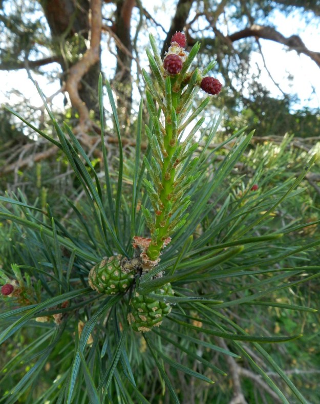 Pinus sylvestris - metsämännyn emikukinnot sijaitsevat yksittäin tai muutaman ryhmänä vuosikasvaimen kärjessä. Ne ovat perälliset, pystyt tai sivulle päin taipuneet, tiheän käpymäiset ja pyöreät tai pitkänpyöreät sekä kukintavaiheessa punaiset. Siitepölyn hedelmöittämä emikukinto alkaa kehittyä siemenkävyksi, mutta kehitys ja siementen kypsyminen on hidasta. Edellisvuotisen vuosikasvaimen käpy on riippuva ja kehittynyt vasta vihreäksi "raakileeksi". Käpyperä on noin 4-12 mm pitkä. EH, Hämeenlinna, Pikku-Parola, Keltti, Keisarinmänty, 8.6.2012. Copyright Hannu Kämäräinen.