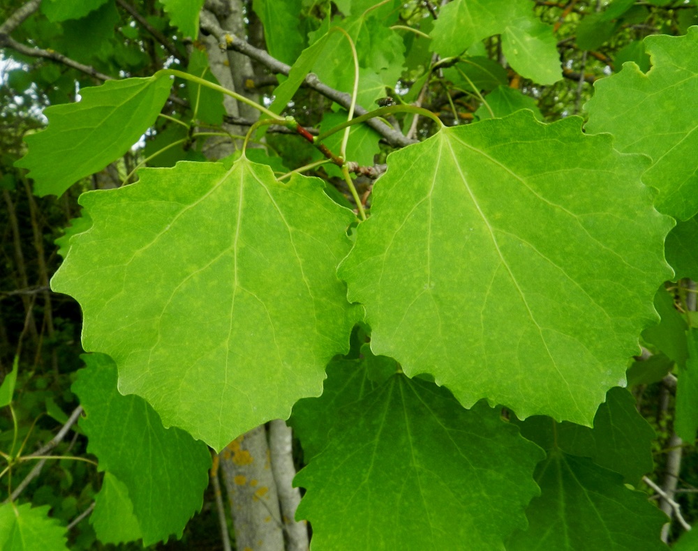 Populus tremula - metsähaavan lehtilapa on sulkasuoninen, ehyt, pyöreähkö ja kärjestään pyöreämuotoinen tai leveän kolmiomainen sekä tyveltään suorahko tai leveän pyöreähkö. Lapa on kalju tai harvemmin nuorena silkkikarvainen, päältä kiillottoman vihreä ja tavallisesti noin 3-9 cm pitkä sekä leveimmältä kohtaa noin 3-8 cm leveä. EH, Hämeenlinna, Kankaantaka, Hattelmalanharjun kaakkoispää, 31.5.2012. Copyright Hannu Kämäräinen.
