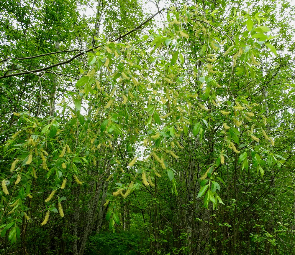 Salix pentandra - halavan kasvupaikkoina ovat lähinnä rannat, kosteat lehdot, lehto- ja lettokorvet, kosteat metsänlaiteet, märät niityt sekä niitty- ja pelto-ojat laiteineen. EH, Kouvola, Kuusankoski, Lamminrannan ja Kasakkakallion välissä, Ahlmanintien lounaispuolella oleva Savonsuon alue lähellä junarataa, 11.6.2017. Copyright Hannu Kämäräinen.