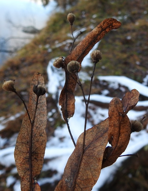 Tilia cordata - metsälehmuksen pähkylät ovat kypsyttyään pallomaiset, vaaleanruskean karvakerroksen peittämät ja läpimitaltaan noin 4-7 mm. Joissakin pähkylöissä on vielä marraskuussakin kuihtuneet kukan verholehdet tyvellä. Pähkyläryhmät tukilehtineen karisevat puista syksyllä ja pitkin talvea. EH, Hämeenlinna, Aulanko, luonnonsuojelualue, Joutsenlammen kaakkoispuolinen rantametsä, 17.11.2025. Copyright Hannu Kämäräinen.