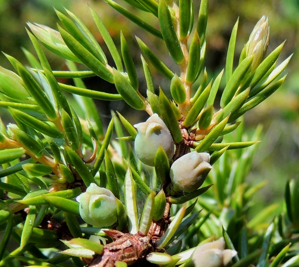 Juniperus communis subsp. communis - metsäkatajan ensimmäisenä kukintavuoden jälkeisenä hedelmän kehitysvuotena siitä kasvaa vihertävä, kiinteä, pyöreähkö tai pitkänpyöreä ja noin 3-4 mm pitkä pallukka, jonka kärjessä yhä erilliset ja paksuuntuneet emilehtien päät ovat kaartuneet ulospäin. Edellisen kesän kehitysaste on nähtävissä vielä seuraavan vuoden keväänä. A, Lemland, eteläpää, Björkö, Herröskatanin luonnonsuojelualueen pohjoispuolinen Grillskärin niemi, ketoalue, 31.5.2013. Copyright Hannu Kämäräinen.