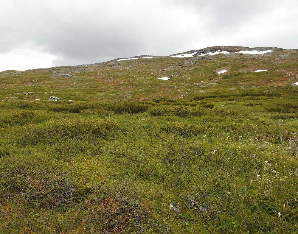 Juniperus communis subsp. nana - lapinkataja on Suomessa alkuperäinen, ja sen esiintymisalue yltää pohjoisesta päin Oulun Pohjanmaan ja Kainuun eliömaakuntiin saakka. Se on yleinen Enontekiön Lapin ja Inarin Lapin eliömaakunnissa sekä harvinainen muualla esiintymisalueellaan. Kasvupaikkoina ovat lähinnä tunturikankaat, purojen ja jokien varret, kausikosteat painanteet, lehtoiset metsät ja lettorämeet sekä harvoin kangasmetsät. EnL, Enontekiö, Kilpisjärvi, Saanan luoteispuolen alapaljakan tunturikangas Saanajärven polun varrella, n. 620 m mpy, 4.7.2025. Copyright Hannu Kämäräinen.
