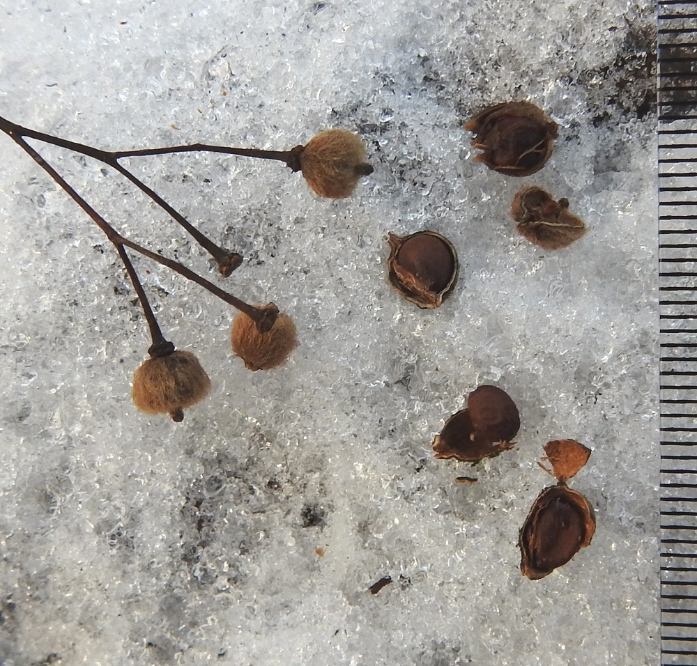 Tilia cordata - metsälehmuksen pähkylät ovat yksisiemenisiä eivätkä normaalisti avaudu, mutta hieman kynnellä autettaessa puoliskot kuitenkin irtoavat helposti ja paljastavat sisällään olevan siemenen. Osassa pähkylöitä siemenet näyttävät jäävän hyvin pieniksi ja kehittymättömiksi (kuvan oikeassa yläkulmassa, lähinnä millimittaa oleva pähkylänpuolikas). Siemen on pyöreähkö tai pitkänpyöreä, ruskea, noin 3,5-5 mm pitkä ja noin 3-4 mm leveä. EH, Hämeenlinna, Aulanko, luonnonsuojelualue, Joutsenlammen kaakkoispuolinen rantametsä, 17.11.2025. Copyright Hannu Kämäräinen.