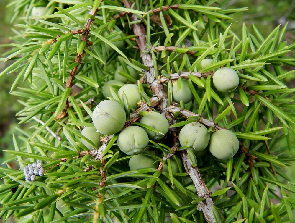 Juniperus communis subsp. communis - metsäkatajan hedelmäkävyn toisena kukintavuoden jälkeisenä kehitysvuotena se saavuttaa lopullisen marjamaisen muotonsa. Väri on vaalean vihertävä, ja kärkiosan pinnalla näkyvät yhä emilehtien uurrokset, mutta aikaisemmin ulospäin kaartuneet kärjet ovat sulautuneet hedelmän paisuneeseen massaan. Silmusta alkunsa saanut hedelmäperä on noin 1-3 mm pitkä. EH, Hämeenlinna, Luhtiala, Aulangonjärven koillisrannasta jyrkästi nouseva Levonkallio, kalliorinteen hyllyt, 23.6.2012. Copyright Hannu Kämäräinen.