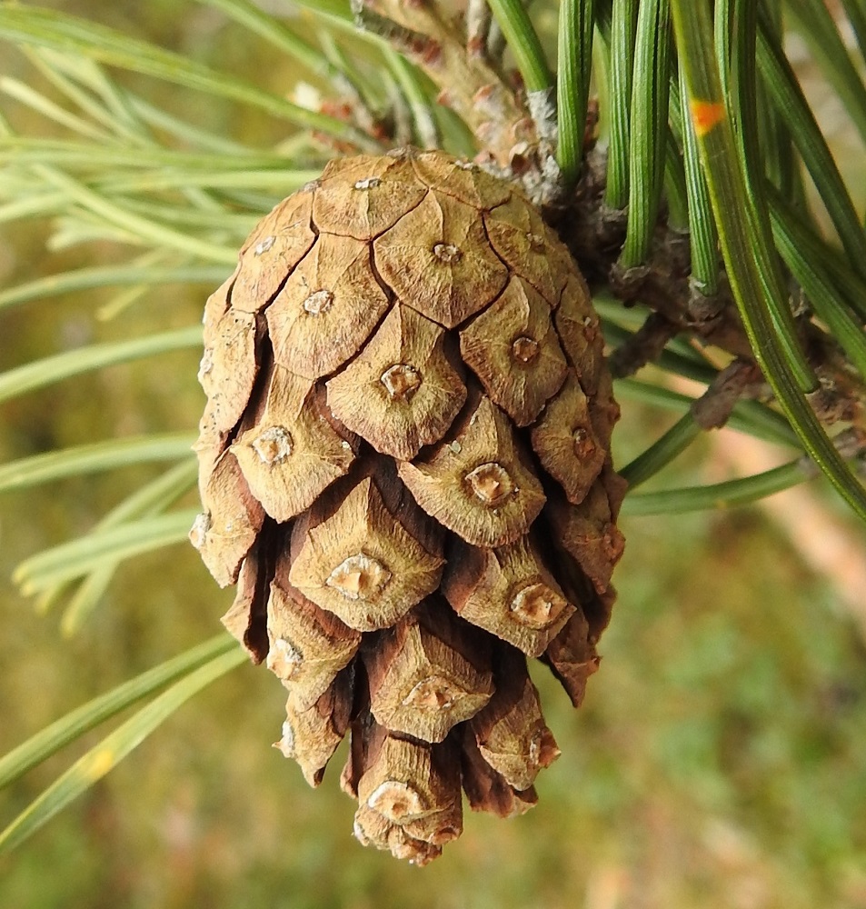 Pinus sylvestris - metsämännyn käpy on pitkulaisen kartiomainen ja yleensä tasamukainen sekä tavallisesti noin 3-6 cm pitkä ja leveimmältä kohtaa noin 2-3 cm leveä. Se muuttuu kypsyessään salometsämännyllä kellanruskeaksi ja lapinmetsämännyllä useimmiten kellanharmaaksi. Käpysuomun ulkopinnan kärjessä on kulmikas harjannepaksunnos, apofyysi, jonka keskellä on napamainen uloke. EH, Hämeenlinna, Loimalahti, Alajärven pohjoisrannalla olevan Sammonmäen lounaisrinne lähellä lakialuetta, 2.5.2022. Copyright Hannu Kämäräinen.