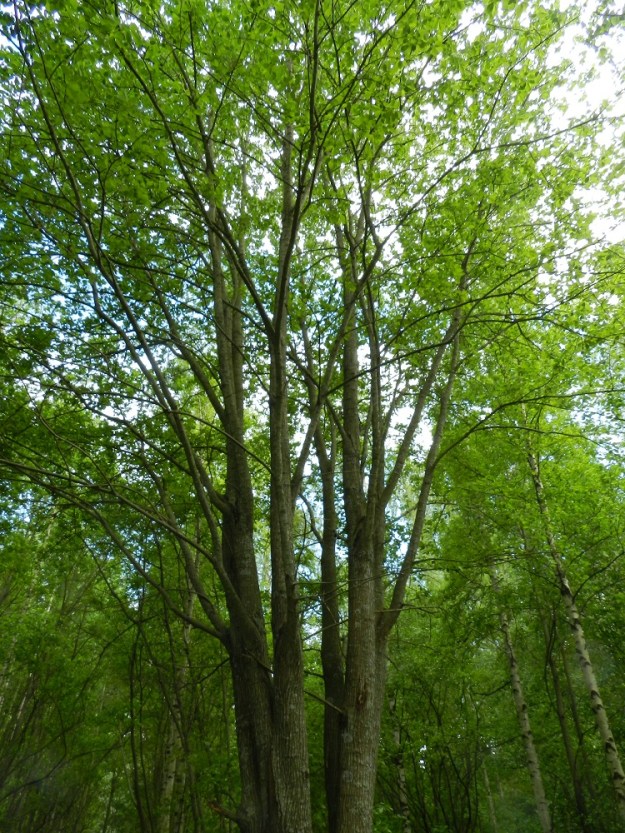 Salix caprea subsp. caprea - metsäraidan kasvupaikkoina ovat lähinnä tuoreet kangasmetsät, lehtomaiset metsät, lehdot, rehevät korvet, metsänreunat, rannat, metsittyvät niityt, peltojen, niittyjen ja teitten laiteet, ojat sekä joutomaat ja asutuksen lähialueet. 30.5.2012 EH, Hämeenlinna, Keinusaari, metsittynyt, entinen saha- ja armeijan varikkoalue, niemen tyviosa lähellä rata-aluetta, 30.5.2012. Copyright Hannu Kämäräinen.