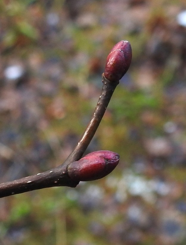 Tilia cordata - metsälehmuksen silmut syksyn myötä kovettuvat ja muuttuvat vihreästä kellanruskeiksi tai ruskehtavanpunaisiksi. Ne ovat yleensä pitkulaiset, kaljut ja noin 3-5 mm pitkät. EH, Hämeenlinna, Aulanko, luonnonsuojelualue, Joutsenlammen kaakkoispuolinen rantametsä, 17.11.2025. Copyright Hannu Kämäräinen.