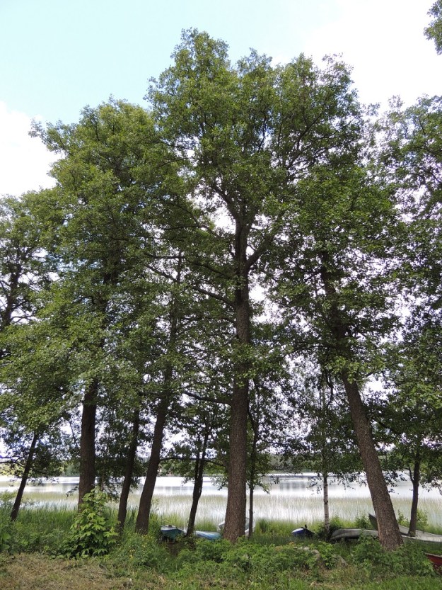 Alnus glutinosa - tervaleppä on Suomessa alkuperäinen, yleinen ja runsas etelästä päin Satakunnan, Pohjois-Hämeen ja Pohjois-Savon eliömaakuntiin saakka sekä harvinaisempi Etelä-Pohjanmaan, Pohjois-Karjalan, Keski-Pohjanmaan ja Oulun Pohjanmaan eliömaakunnissa. Lisäksi se on harvinainen Kainuun, Perä-Pohjanmaan ja Koillismaan eliömaakunnissa. Tervaleppä on Euroopan laajimmalle levinnyt leppälaji. Sen luontainen kasvualue käsittää Kaikki Euroopan maat Islantia, Maltaa ja Kyprosta lukuun ottamatta. EH, Hämeenlinna, Katinen, Katumajärven länsiranta, uimaranta-alueen eteläpuolella, 28.6.2014. Copyright Hannu Kämäräinen.