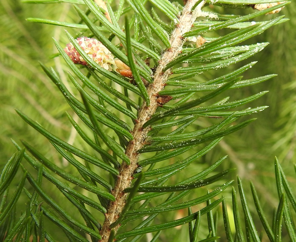 Picea abies - metsäkuusen neulaset jäykistyvät ensimmäisenä kesänään nelisärmäisiksi, pistävän teräväkärkisiksi ja tummanvihreiksi. Ne ovat tavallisesti noin 8-25 mm pitkät ja noin 1-1,5 mm leveät. Ilmarakolinjat ovat neulasen joka sivulla. Neulasten tyvellä on puutunut, noin 1 mm pitkä, kulmikas kanta, joka jää oksaan neulasarveksi neulasen karistessa. Neulaset pysyvät oksissa elävinä yleensä 8-11 vuotta, Etelä-Suomessa lyhyemmän aikaa kuin Pohjois-Suomessa. EH, Hämeenlinna, Loimalahti, Hirsimäki, Hirsimäenkadun ja Kämmekkätien kulmauksessa oleva metsikkö, 22.5.2021. Copyright Hannu Kämäräinen.