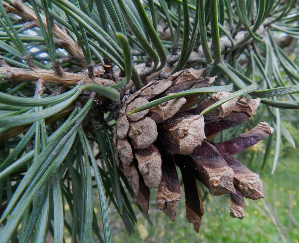 Pinus sylvestris - metsämännyn puutuneet käpysuomut ovat pitkänomaiset, lähes tasalevyiset, alta koverat ja päältä, erityisesti kärkiosastaan, kolmiomaiset sekä tyviosan suomuja lukuun ottamatta yleensä suippokärkiset. Ne ovat kärjen alapuolelta tumman punaruskeat, tavallisesti noin 10-20 mm pitkät ja noin 5-10 mm leveät. Käpy kypsyy kukinnan ja hedelmöityksen jälkeen toisena tai kolmantena vuotena ja varistaa siemenensä kypsymisvuottaan seuraavana kevättalvena. Tehtävänsä tehtyään se tippuu jossain vaiheessa puusta kokonaisena ja maatuu hitaasti. EH, Hämeenlinna, Kankaantaka, Hattelmalanharjun kaakkoispää, 31.5.2012. Copyright Hannu Kämäräinen.