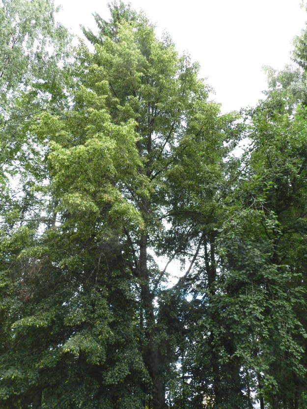 Tilia cordata - metsälehmus on Suomessa alkuperäinen laji, jonka esiintymisalue yltää etelästä päin Keski-Pohjanmaan, Pohjois-Hämeen, Pohjois-Savon ja Pohjois-Karjalan eliömaakuntiin saakka. Se on yleinen Varsinais-Suomen, Uudenmaan, Etelä-Karjalan, Satakunnan ja Etelä-Hämeen eliömaakunnissa sekä harvinaisempi Etelä-Savon, Pohjois-Hämeen, Pohjois-Savon ja Pohjois-Karjalan eliömaakunnissa. Ahvenanmaan, Etelä-Pohjanmaan ja Keski-Pohjanmaan eliömaakunnissa laji on harvinainen tai hyvin harvinainen ja Ahvenanmaalla rauhoitettu. EH, Hattula, Sattula, Lehijärven etelärannan metsä Sattulantien varressa, 12.8.2011. Copyright Hannu Kämäräinen.