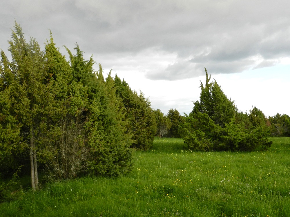 Juniperus communis subsp. communis - metsäkataja on Suomessa alkuperäinen, ja sen esiintymisalue kattaa kaikki eliömaakunnat. Se on yleinen ja runsas lukuun ottamatta Enontekiön Lapin eliömaakuntaa, jossa se on harvinainen. Kasvupaikkoina ovat lähinnä kuivat tai tuoreet kangasmetsät, harjut, lehtoiset metsät, metsien hakkuuaukot ja sähkölinjojen maapohjat, kalliot, kuivat laidunmaat ja -ahot, kedot, teiden ja viljelyalueiden laiteet sekä korvet ja letot. EH, Hattula, Retula, Retulansaari, laaja, aidattu ja runsaasti kookkaita katajia kasvava laidunalue Ali- ja Yli-Kartanoon vievän tien varressa, 4.6.2012. Copyright Hannu Kämäräinen.