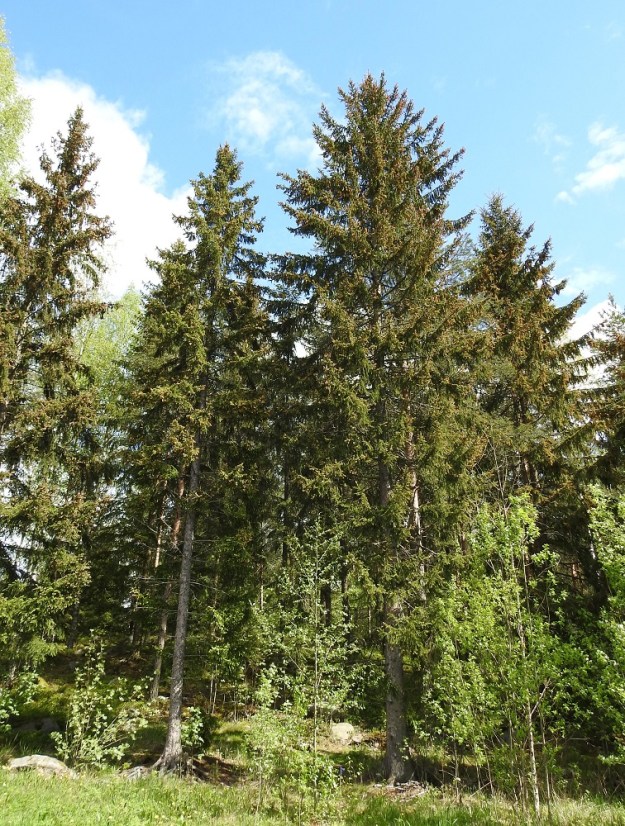Picea abies - metsäkuusi on Suomessa alkuperäinen, ja sen esiintymisalue lajina kattaa kaikki eliömaakunnat. Se on yleinen ja runsas Enontekiön Lapin ja Inarin Lapin eliömaakuntia lukuun ottamatta. Niissä laji on harvinainen. Kuvassa olevan euroopanmetsäkuusen elinalue yltää etelästä päin Enontekiön Lappia lukuun ottamatta koko maahan. Se on yleinen ja runsas Kainuun, Oulun Pohjanmaan ja Perä-Pohjanmaan eliömaakuntiin saakka ja pohjoisempana harvinaisempi. Siperianmetsäkuusen esiintymisalue yltää pohjoisesta päin Oulun Pohjanmaan ja Kainuun eliömaakuntiin saakka. Viimeksi mainituissa ja Lapin kahdessa pohjoisimmassa eliömaakunnassa se on harvinainen ja muualla yleinen. Suomenmetsäkuusta, joka on edellä mainittujen alalajien välinen risteymä, esiintyy aika yleisesti Pohjois-Suomessa alalajien yhteisellä esiintymisalueella sekä Keski- ja Itä-Suomessa. Lajin luonnon kasvupaikkoina ovat lähinnä tuoreet kangasmetsät, lehtomaiset metsät, lehdot ja korvet. Se kasvaa luontaisesti levinneenä myös mm. peltojen, teiden ja asutuksen laiteilla. EH, Hämeenlinna, Loimalahti, Hirsimäki, Metsälammentien ja Yli-Raakkulantien välinen metsäkaista, 22.5.2021. Copyright Hannu Kämäräinen.