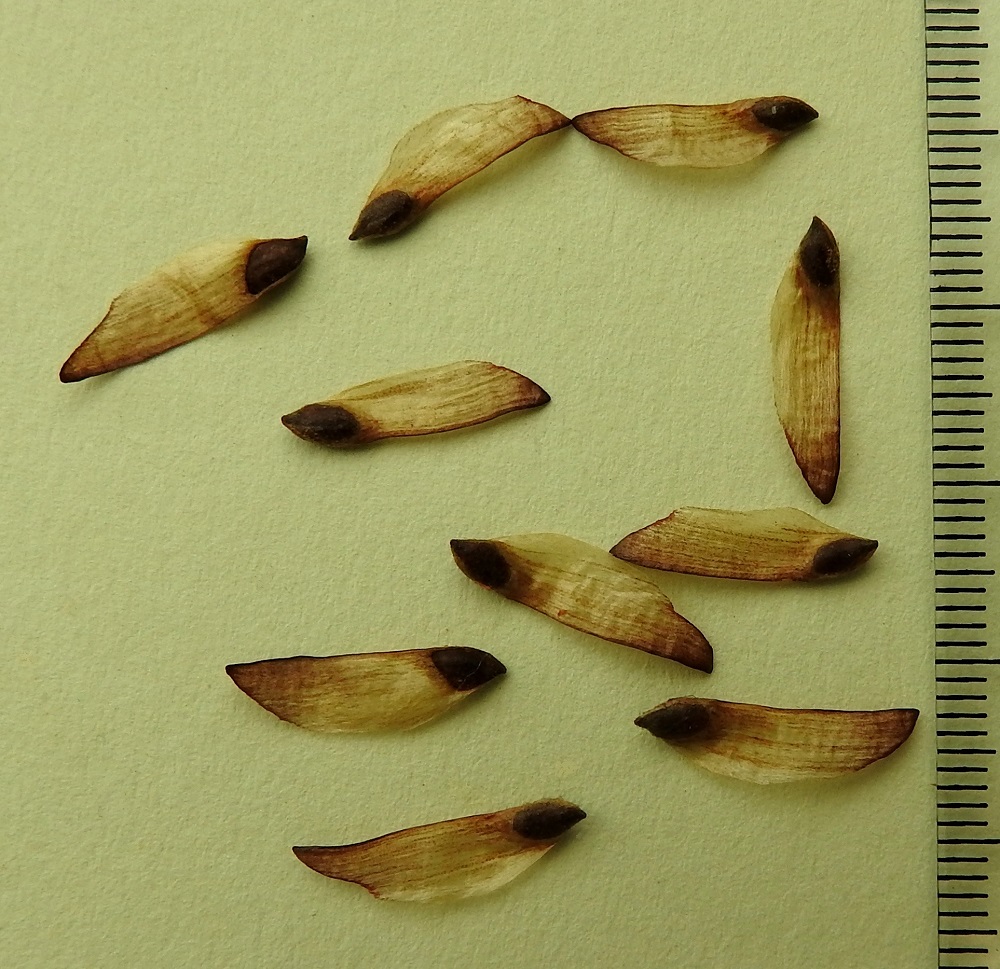 Pinus sylvestris - metsämännyn siemen on lenninsiivellinen. Kalvomainen lenninsiipi on selkäpuolelta lähes suora, vastakkaiselta sivulta kaareva ja teräväkärkinen. Se on siemenen kanssa noin 13-16 mm pitkä ja leveimmältä kohtaa noin 3-4 mm leveä. Pelkkä täysin kehittynyt siemen on lähes kapean pisaramainen, tummanruskea ja noin 3-5 mm pitkä sekä noin 2 mm leveä. Lenninsiiven avulla siemen voi tuulisella säällä leijailla emorungostaan hieman kauemmaksikin. Ravintopitoiset siemenet houkuttelevat myös eläimiä. Oravat kuljettavat käpyjä varastoihinsa, ja tikat sekä käpylinnut saattavat lennättää niitä vähän etäämmällekin parempiin käpyjen avaamispaikkoihin. Tällainen ravintokäyttö ulottaa siementen varistelua tuulen tehoa kauemmaksikin. EH, Hämeenlinna, Loimalahti, Kolkanmäki, mäntykangas omakotialueen eteläpuolella, 19.2.2025. Copyright Hannu Kämäräinen.