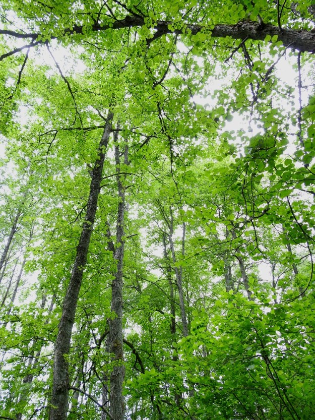 Tilia cordata - metsälehmuksen kasvupaikkoina ovat lähinnä kuivat lehdot, puronvarsi- ja kallionaluslehdot, lehtoiset kalliorinteet sekä tuoreet ja lehtomaiset kangasmetsät. Istutuksista se voi myös levitä asutuksen lähialueille. V, Lohja, Karjalohja, Torhola, Lohjanjärven Karjalohjanselälle pistävä, kapea, pitkä Karkalinniemi, Karkalin luonnonpuisto, niemen lounaispää, jossa ainakin useiden aarien lehmusmetsikkö, 23.6.2025. Copyright Hannu Kämäräinen.
