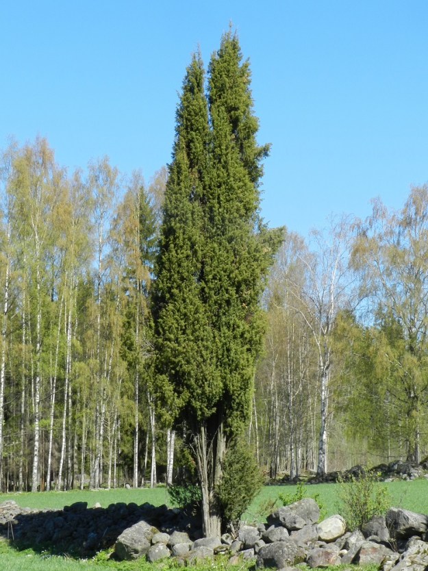 Juniperus communis subsp. communis - metsäkataja on ainavihanta ja pihkainen havukasvi, jonka kasvutapa vaihtelee hyvin paljon. Näyttävimmillään se on sypressimäinen, yksirunkoinen ja enimmillään noin 6-12 m korkea puu. Joskus pituutta voi olla enemmänkin. Tiedossa oleva, korkein kataja Suomessa on 16,5 m. EH, Hämeenlinna, Hangasmäki, Isokiven tilan niittykaista Tuuloksentien (tie 10) pohjoispuolella, 13.5.2012. Copyright Hannu Kämäräinen.