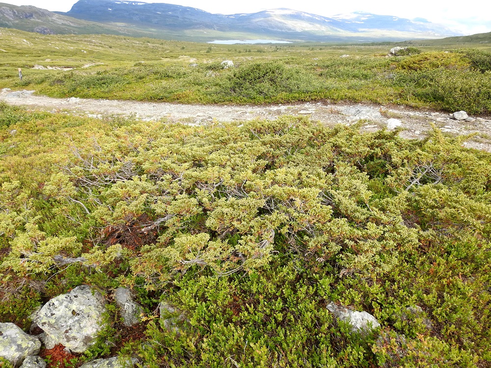 Juniperus communis subsp. nana - lapinkataja on ainavihanta havukasvi, jonka kasvutapa varsinkin avoimilla tunturikankailla on usein suikertavan patjamainen. EnL, Enontekiö, Kilpisjärvi, Saanan luoteispuolen alapaljakan tunturikangas Saanajärven polun varrella, n. 630 m mpy, 18.7.2023. Copyright Hannu Kämäräinen.