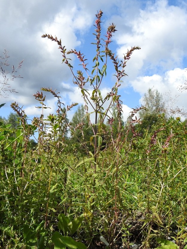Odontites vulgaris - punasänkiö on yksivuotinen, pysty ja tavallisesti noin 15-30 cm korkea ruoho. Se on Suomessa muinaistulokas, jonka varsinainen esiintymisalue yltää etelästä päin Satakunnan, Pohjois-Hämeen, Pohjois-Savon ja Pohjois-Karjalan eliömaakuntiin saakka. Lisäksi laji on harvinainen uustulokas Etelä-Pohjanmaan, Keski-Pohjanmaan, Oulun Pohjanmaan ja Perä-Pohjanmaan eliömaakunnissa. EH, Hämeenlinna, Pikku-Parola, Kommilantien varrella oleva, laajahko lumen läjityskenttä, 13.8.2025. Copyright Hannu Kämäräinen.