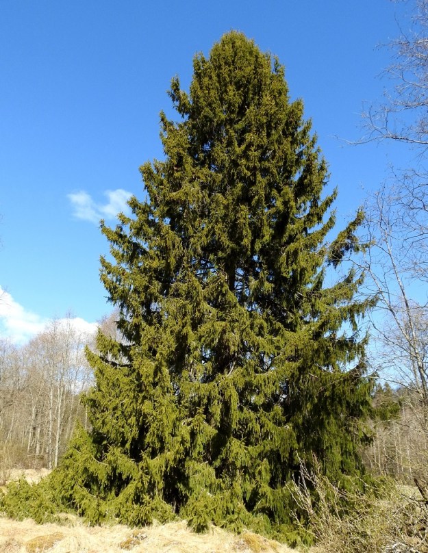 Picea abies - metsäkuusi, kuvassa euroopanmetsäkuusi subsp. abies, on ainavihanta havupuu, joka on tavallisesti noin 10-30 m korkea, mutta voi toisinaan kasvaa pitemmäksikin. Euroopanmetsäkuusi on varsinkin avoimella paikalla kasvaessaan kartiomainen vaikkakin leveähkölatvuksinen. Oksat ovat sivulle suuntautuneet ja kärjestään ylöspäin kaareutuvat. Jos kasvutila on väljä, oksat yltävät pitkinä tyvelle saakka EH, Hattula, Metsänkylä, Vanajaveden Metsänkylänlahden kynäjalavalehdon viereinen niittyaho, 7.5.2017. Copyright Hannu Kämäräinen.