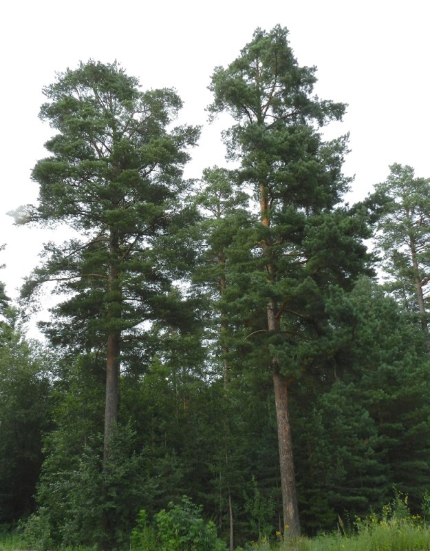 Pinus sylvestris - metsämänty on ainavihanta, pihkainen, suora- ja yksirunkoinen havupuu, joka on tavallisesti noin 10-30 m korkea, mutta voi toisinaan kasvaa pitemmäksikin. EH, Hämeenlinna, Pikku-Parola, Parolannummentien varren metsäalue, 26.7.2011. Copyright Hannu Kämäräinen.