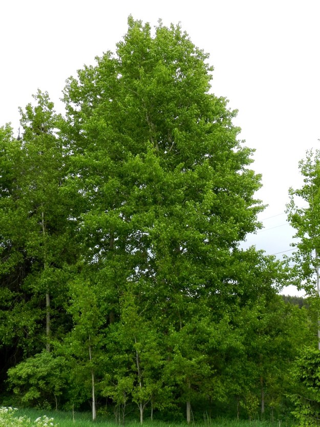 Populus tremula - metsähaapa on noin 15-30 m korkeaksi kasvava, puu, joka kasvattaa ympärilleen juurivesoja. Kasvupaikallaan ensimmäinen puu kasvattaa usein laajalle levittäytyvän juuriston, joka tuottaa yhä uusia puusukupolvia laajeten edelleen. EH, Hämeenlinna, Kankaantaka, Hattelmalanharjun kaakkoispää, 31.5.2012. Copyright Hannu Kämäräinen.